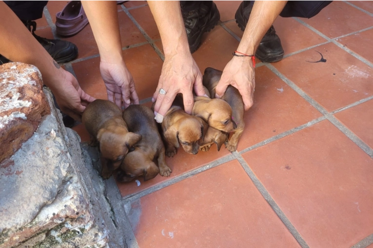 Rescataron a once perros y un conejo que se encontraban hacinados con fines de comercializaci&oacute;n