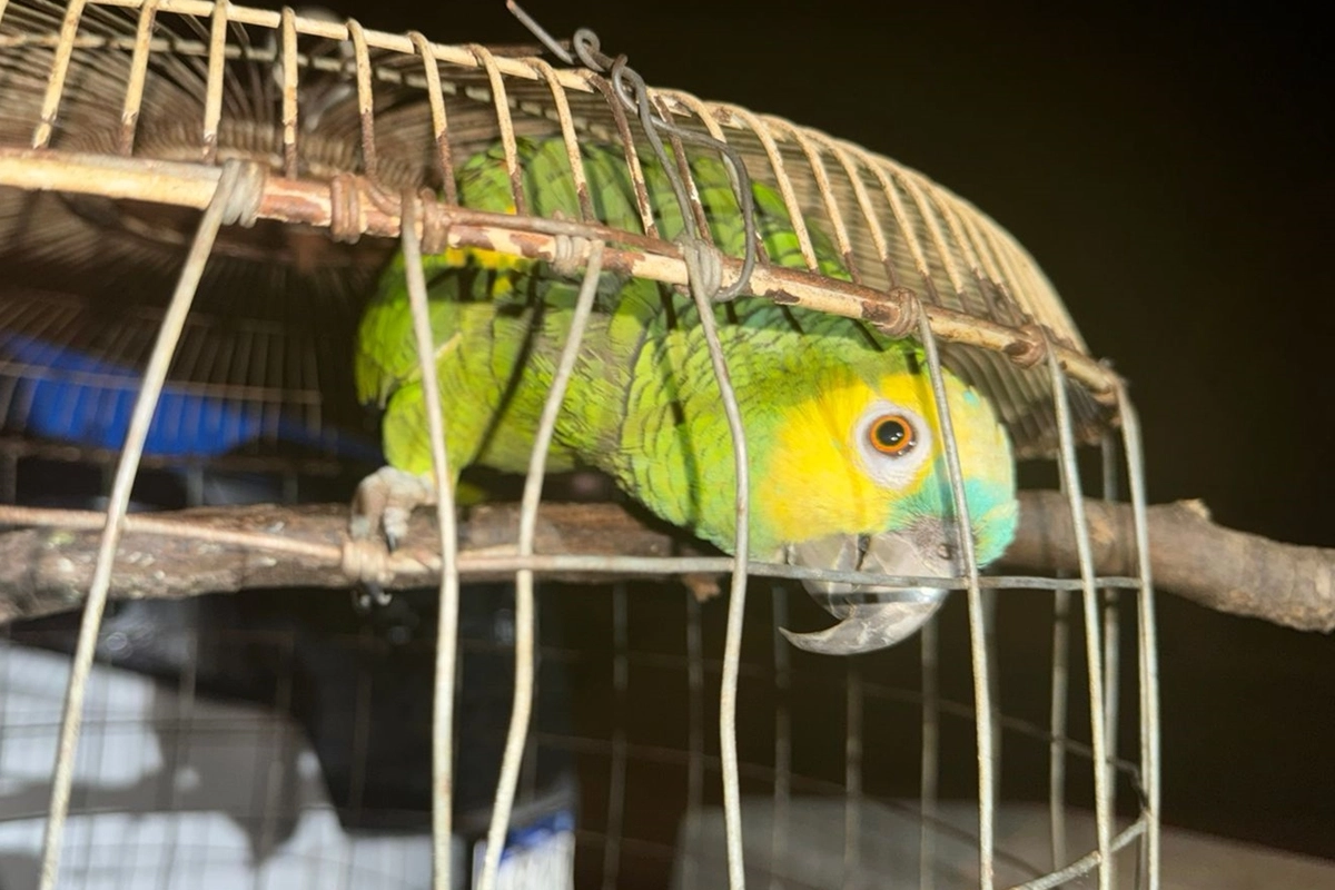 Una de las aves incautadas en los operativos