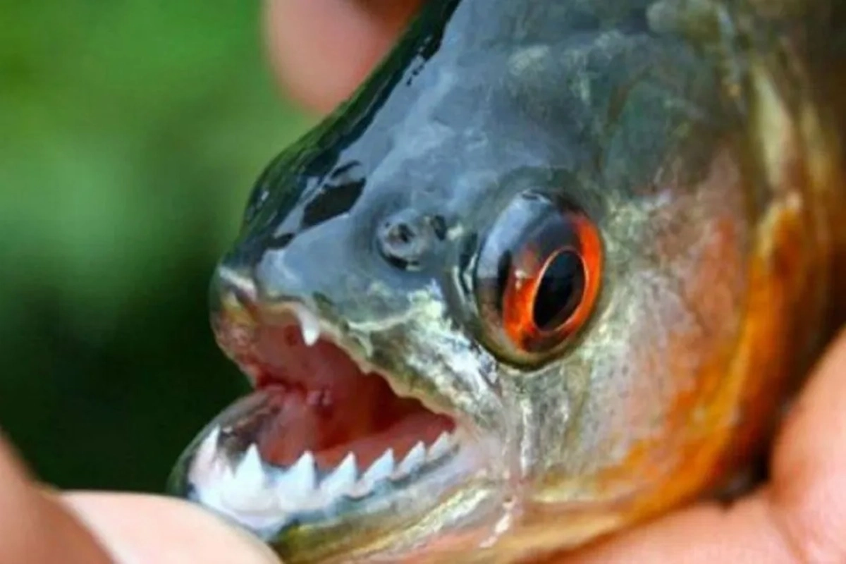 Afirman que se vuelven m&aacute;s activas cuando el agua se calienta y escasea el alimento.