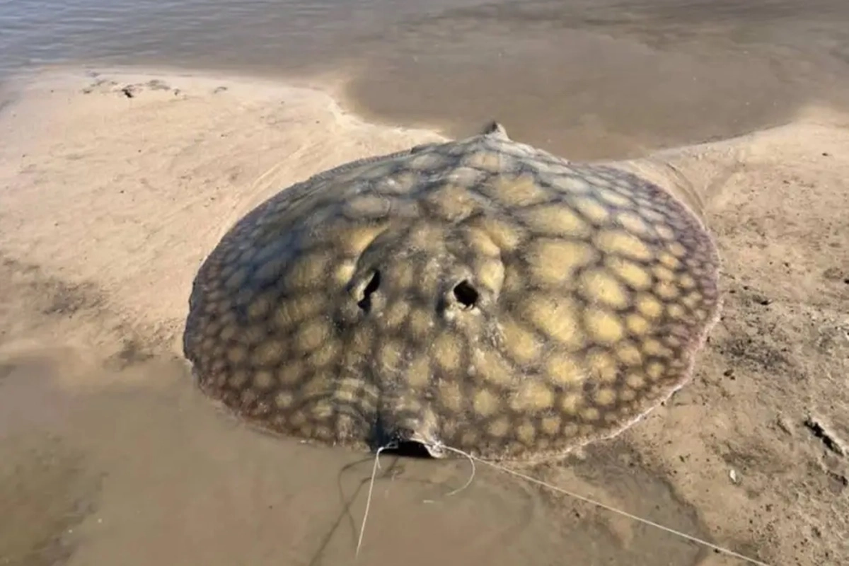 Tras la experiencia, los pescadores optaron por la liberaci&oacute;n del animal.