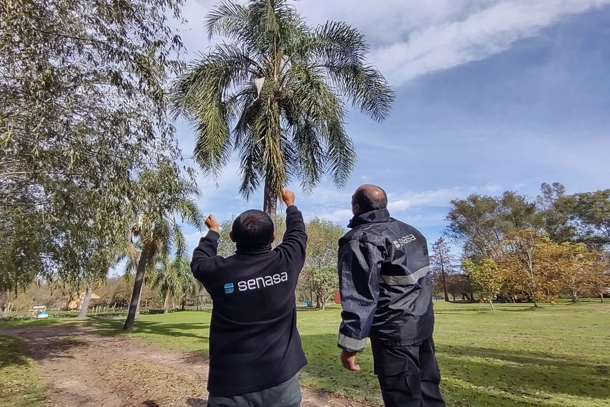En Entre R&iacute;os hay una gran cantidad de palmeras que podr&iacute;an ser afectadas.
