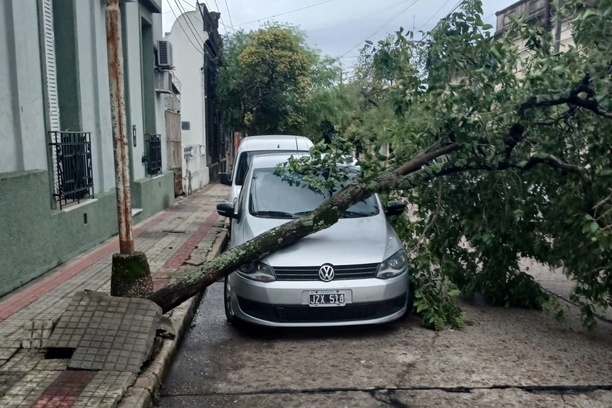 El viento tumb&oacute; un &aacute;rbol sobre un veh&iacute;culo en calle Buenos Aires.