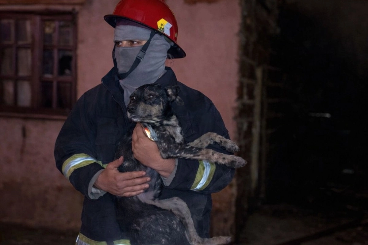 El animal al momento de ser rescatado por los bomberos