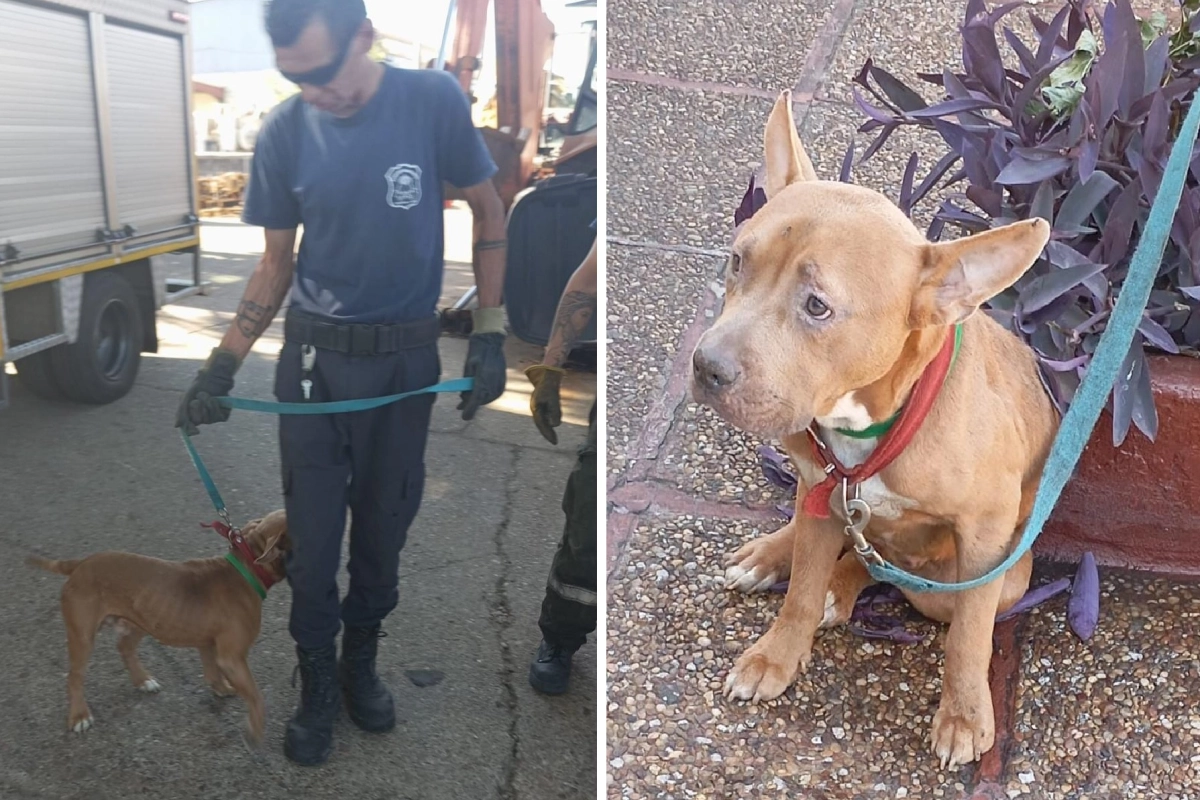 El animal fue rescatado y resguardado en Veterinaria Municipal.