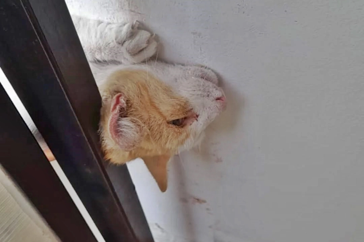 El felino fue rescatado sano y salvo.