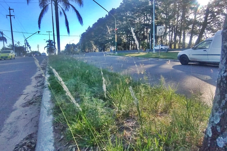 Quejas de vecinos de un barrio de Concordia por pastizales en espacios p&uacute;blicos