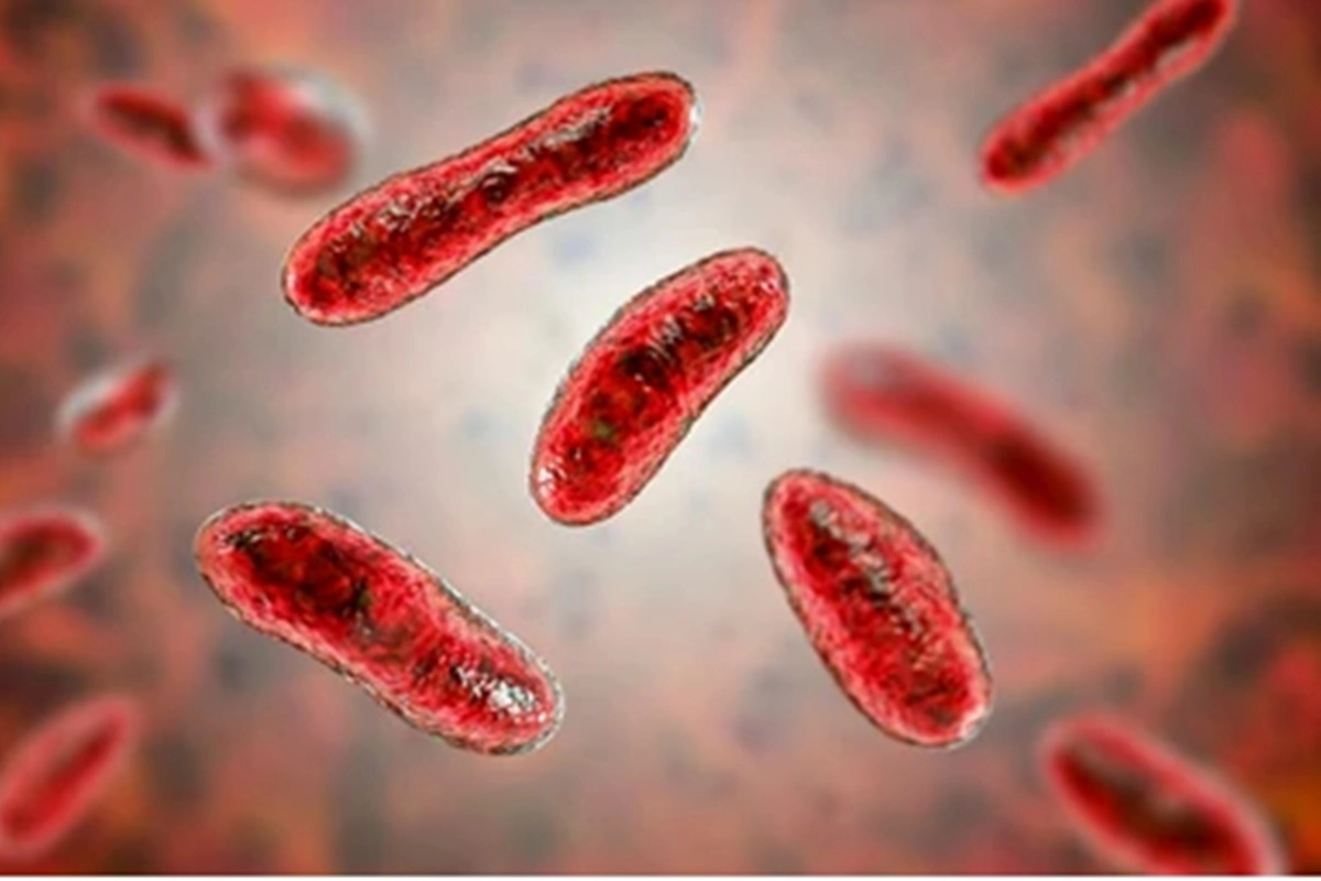 La Fiebre Q es una enfermedad zoon&oacute;tica causada por la bacteria Coxiella burnetii.