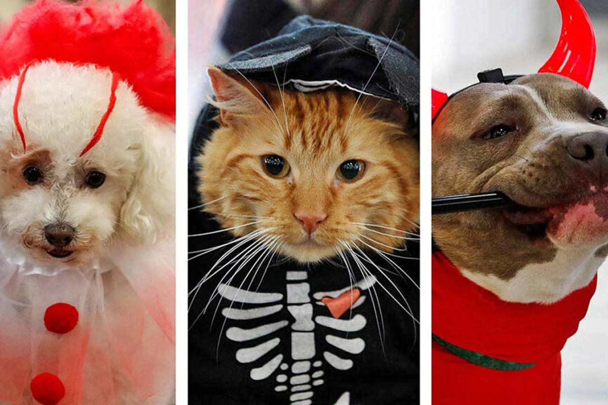 Las mascotas lookeadas tendr&aacute;n premio.