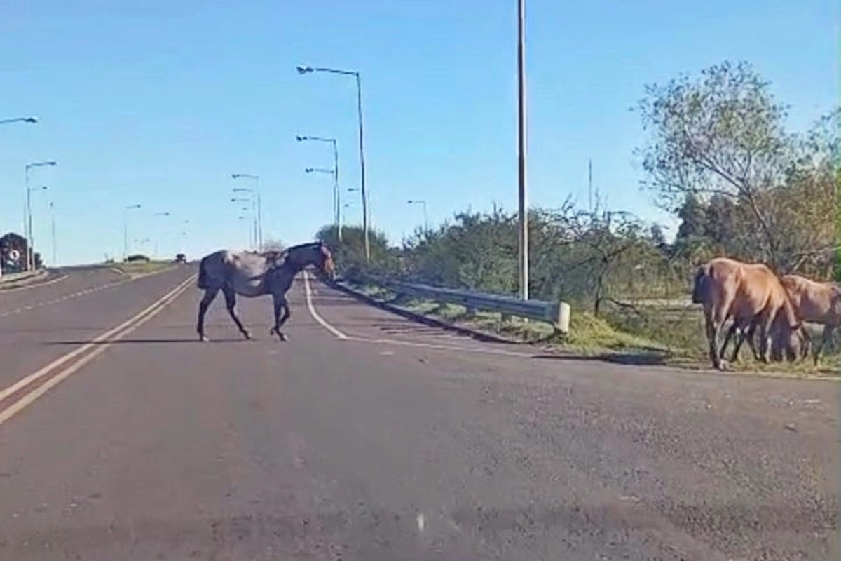 Varios equinos sobre el cruce de las rutas 4 y 14.