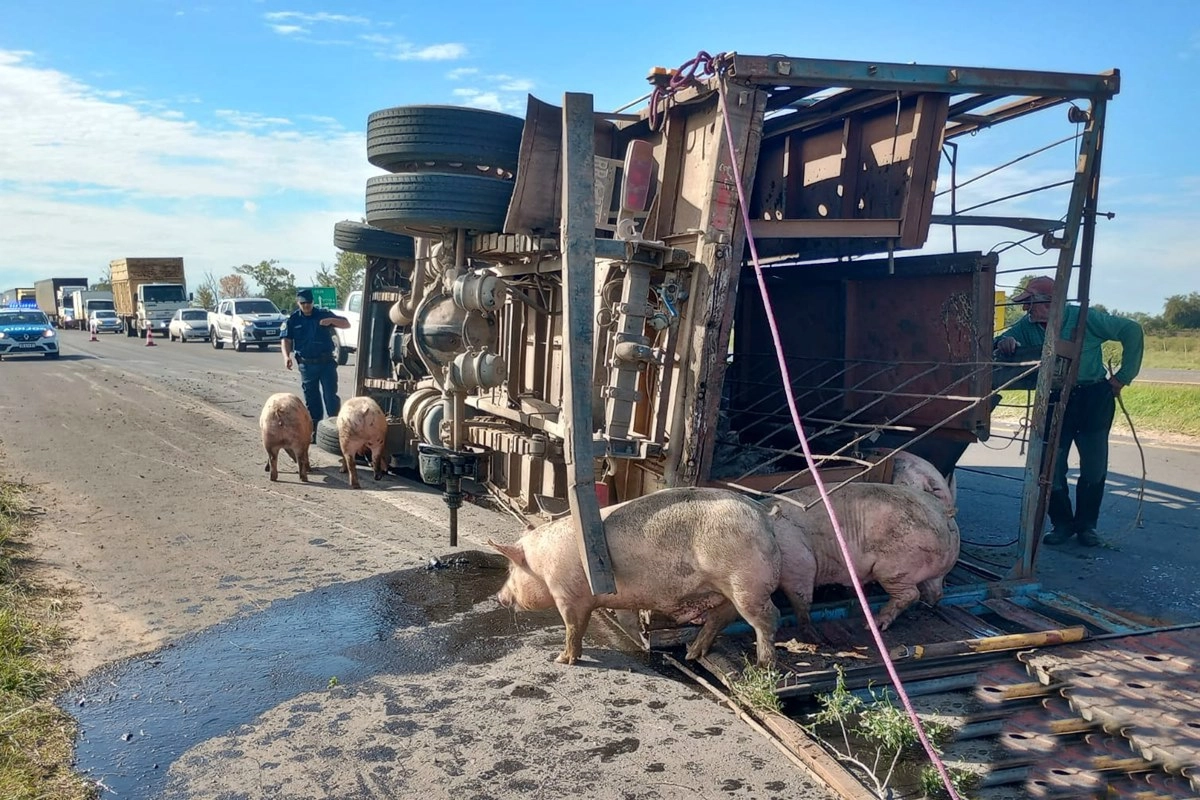 Varios animales murieron por el accidente.