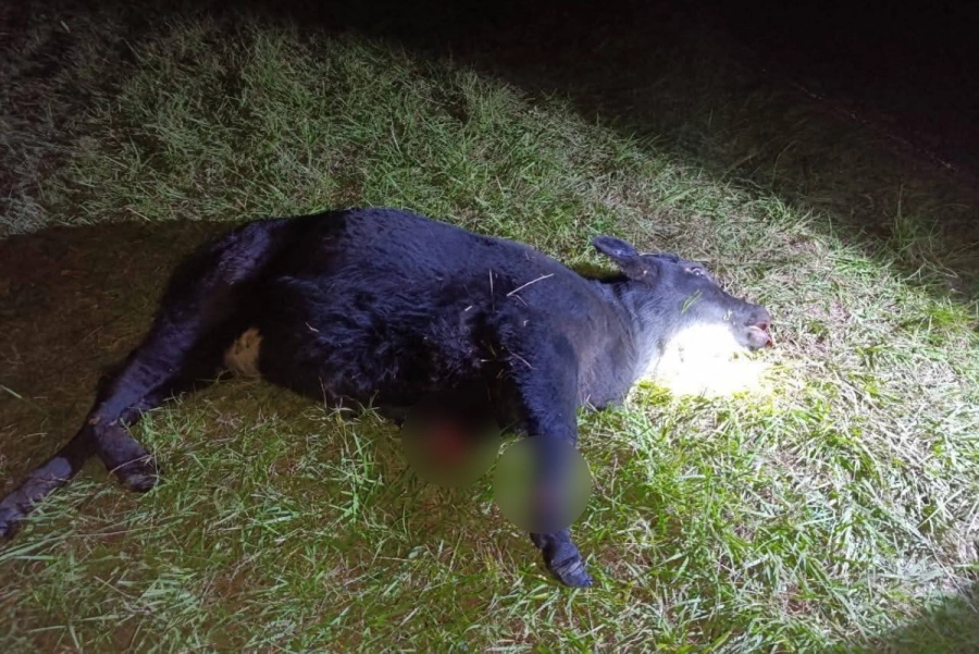 El due&ntilde;o del animal se hizo presente en el lugar.
