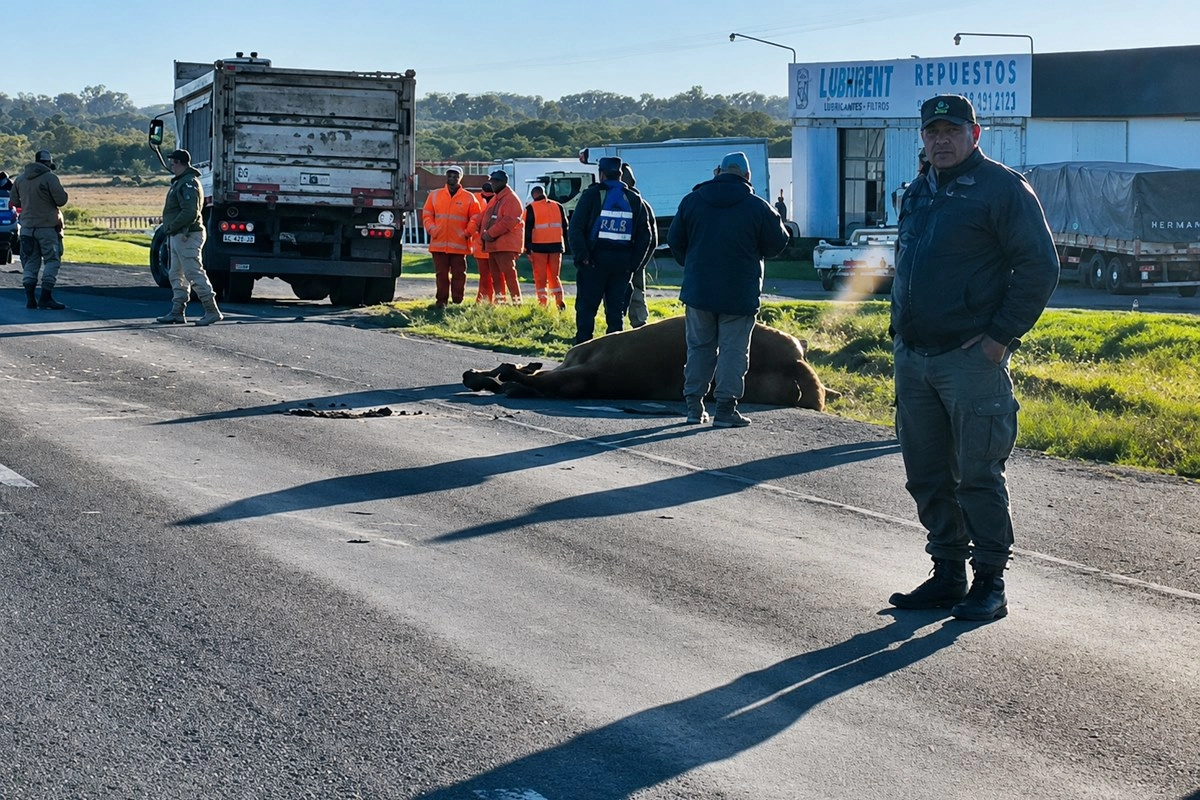 Otro accidente provocado por un animal suelto en la Ruta 14
