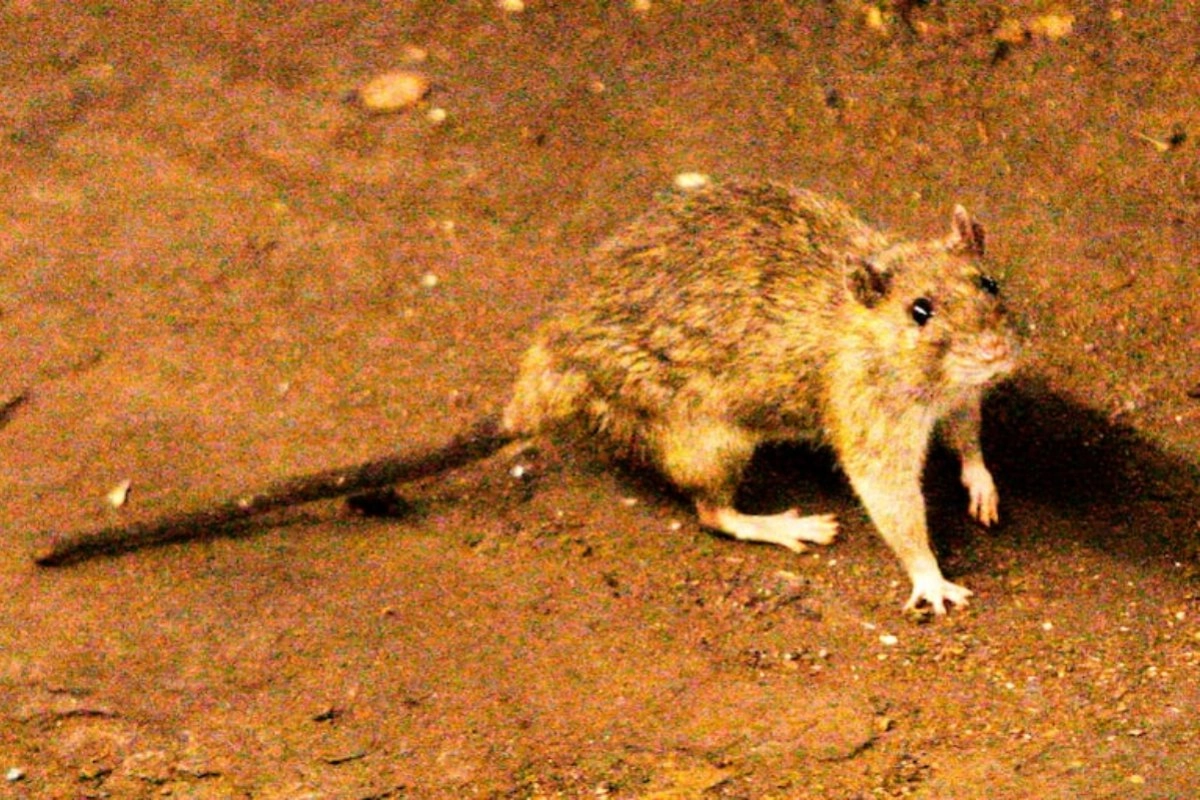 La enfermedad se transmite a trav&eacute;s de una especie de rat&oacute;n.