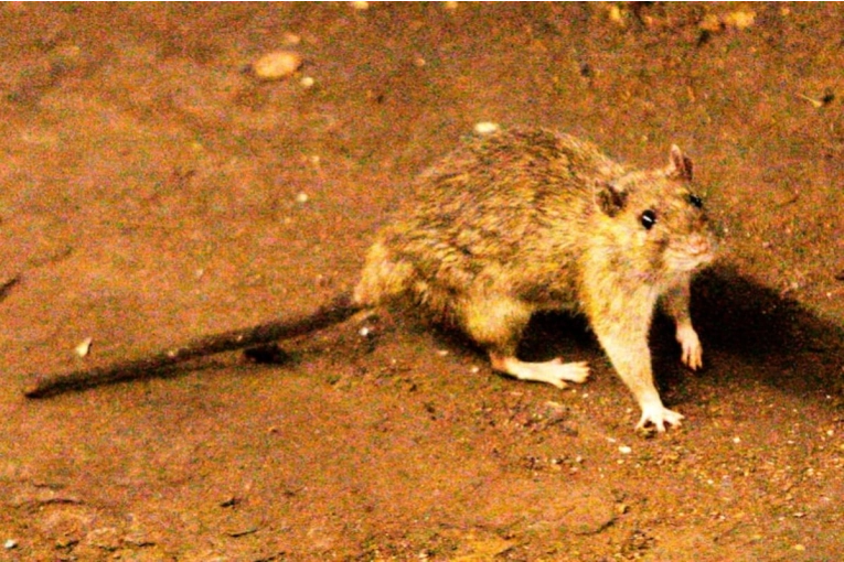 Advirtieron que el hantavirus &ldquo;no es extra&ntilde;o&rdquo; para la regi&oacute;n y recordaron que ya hubo casos en el Masvernat