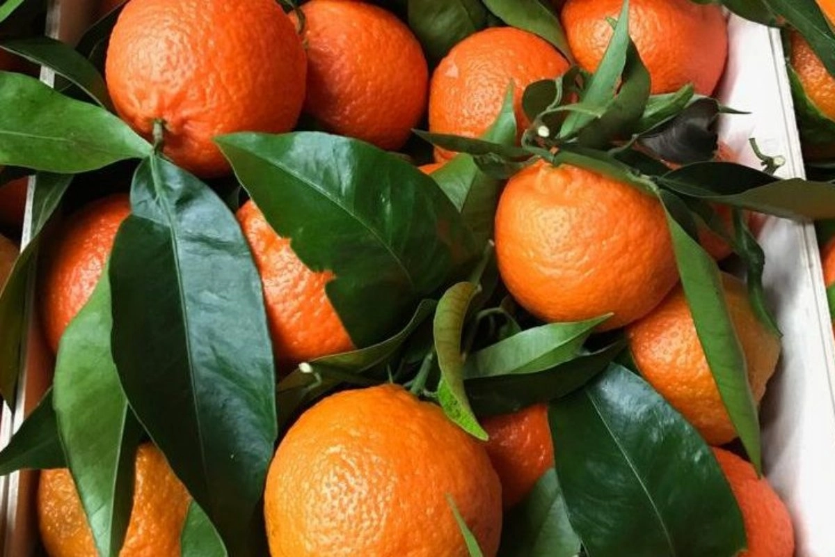 La iniciativa busca evitar la venta de citrus con hojas.