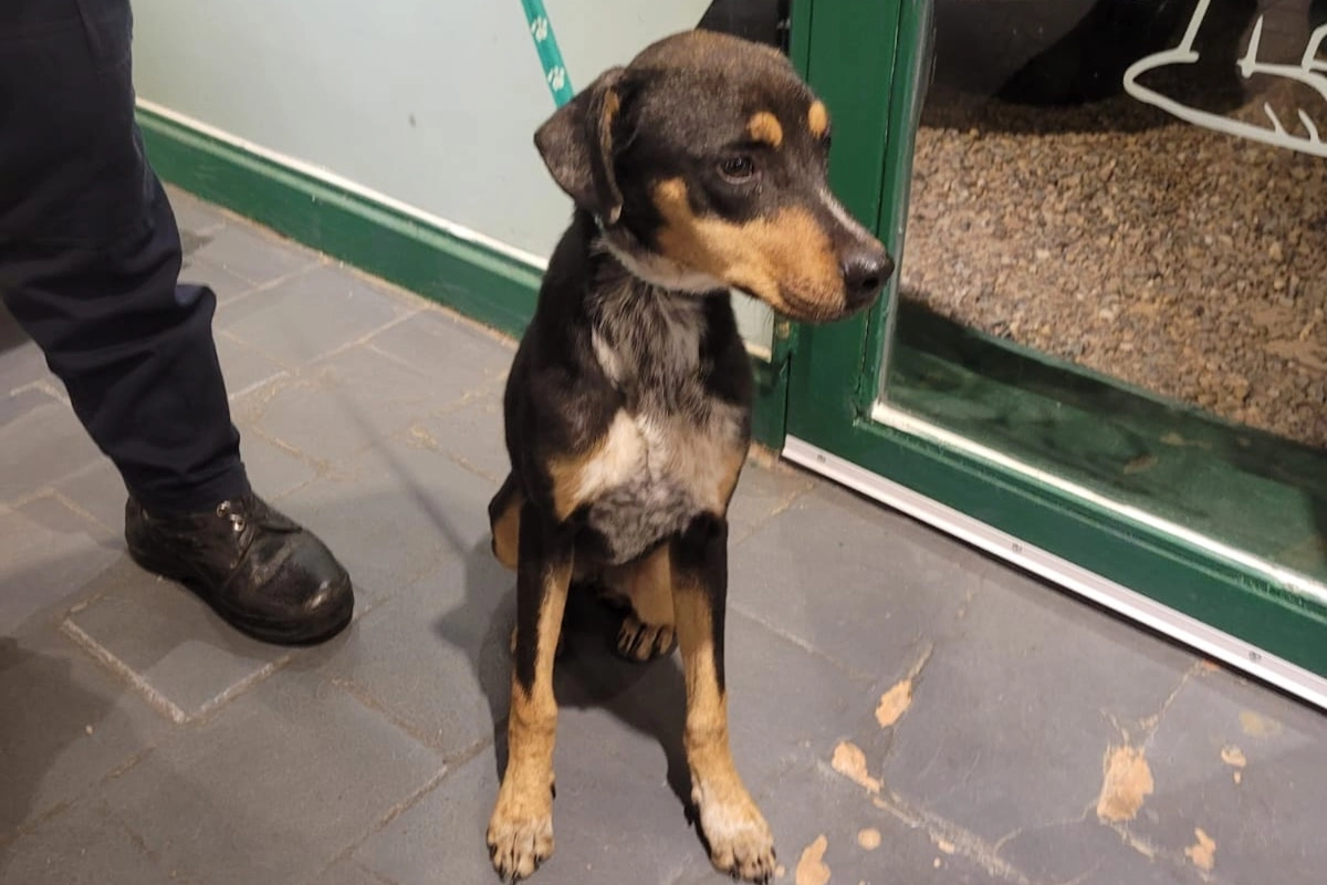 La perra, de unos ocho meses, qued&oacute; al resguardo de una proteccionista.