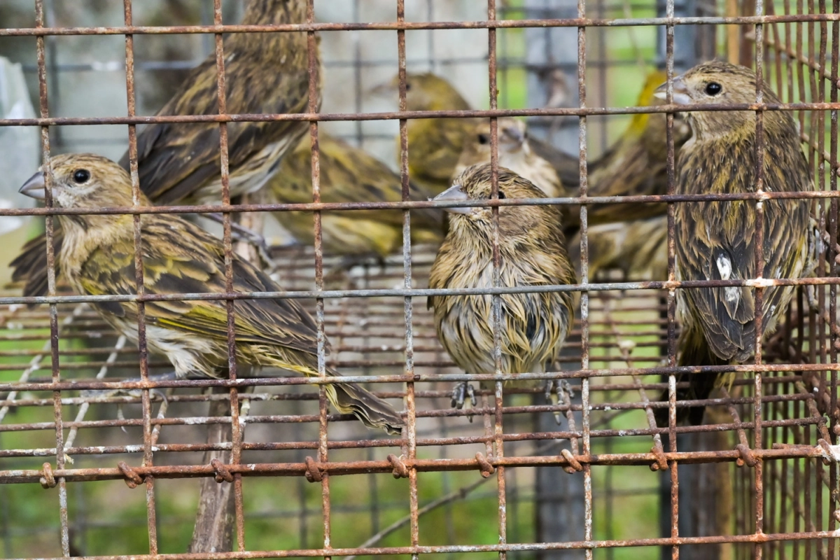Las aves fueron liberadas.