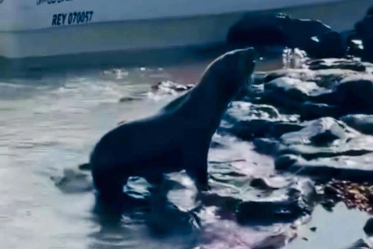 El animal fue observado en la costa del r&iacute;o Uruguay.