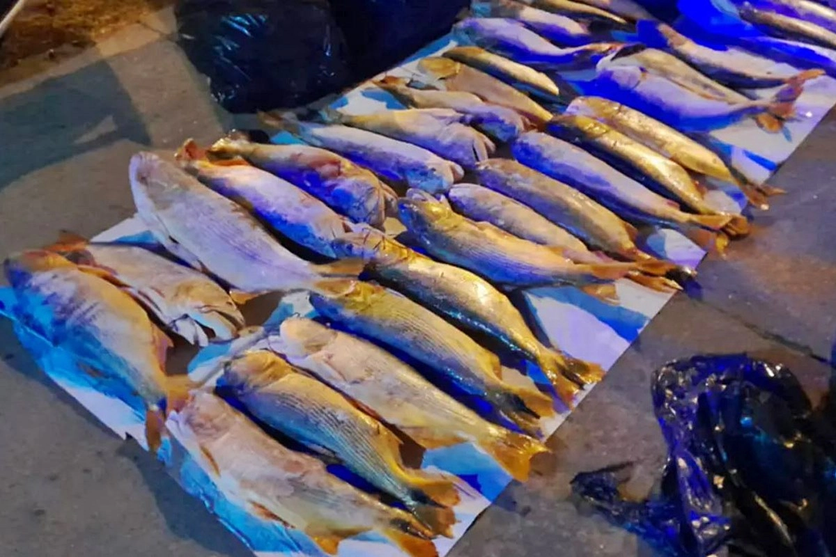 Entrre las especies decomisadas hab&iacute;a dorados, s&aacute;baloa, bagres y bogas.