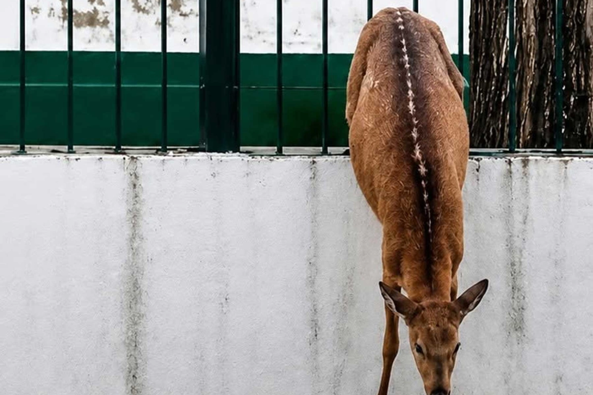 El animal qued&oacute; atrapado en una reja.