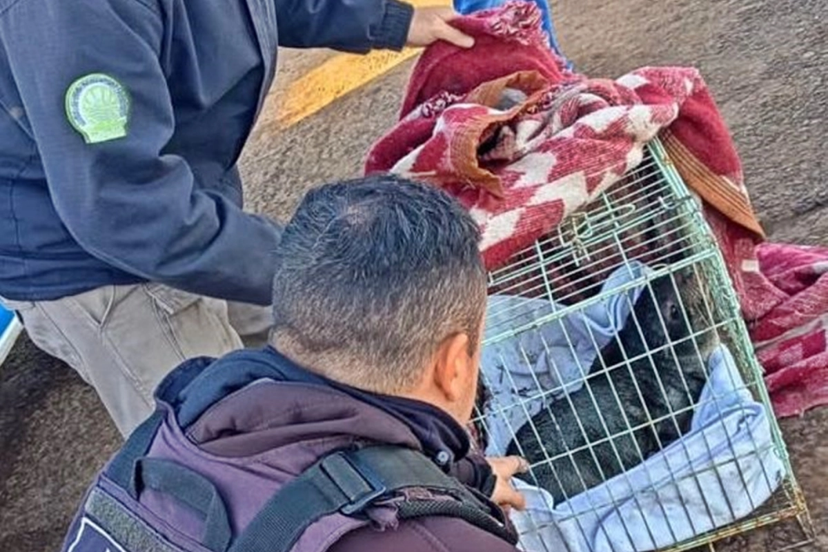 El animal contin&uacute;a su recuperaci&oacute;n en un centro de rehabilitaci&oacute;n.
