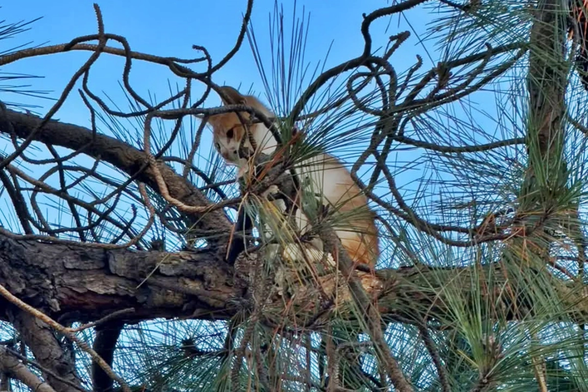 El felino debi&oacute; ser rescatado en altura.