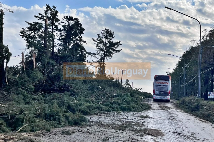 La avenida Rosch casi cortada por la ca&iacute;da de &aacute;rboles