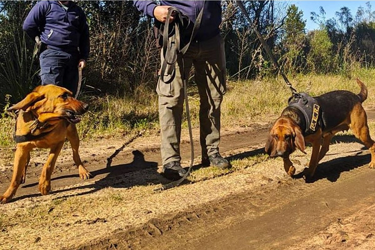 Perros policiales haciendo su tarea de b&uacute;ssqueda.