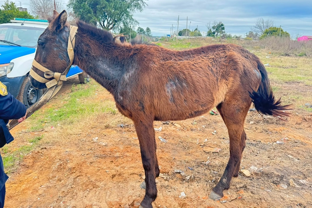 El operativo se inici&oacute; a partir de un llamado que alert&oacute; sobre las condiciones del animal.