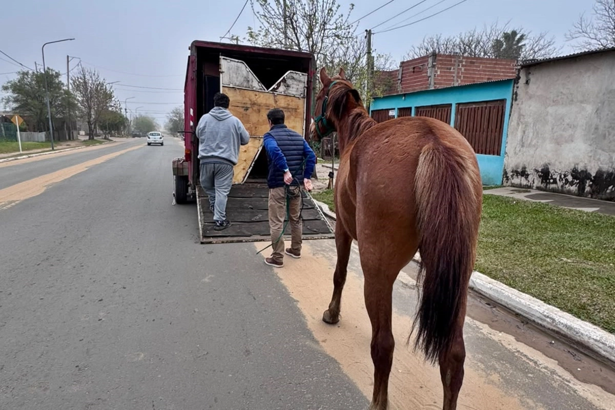 El animal deambulaba por la zona urbana de Concordia.