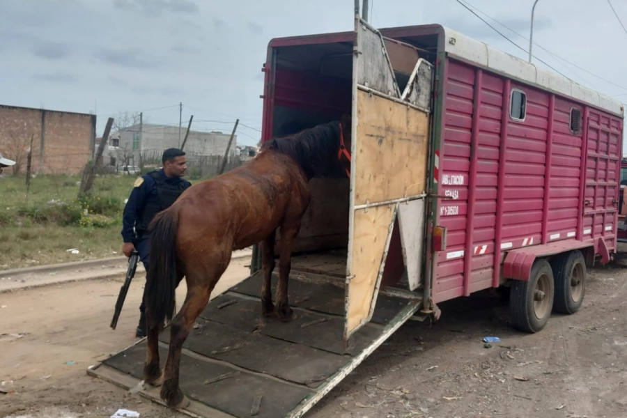 El animal se retir&oacute; del lugar.