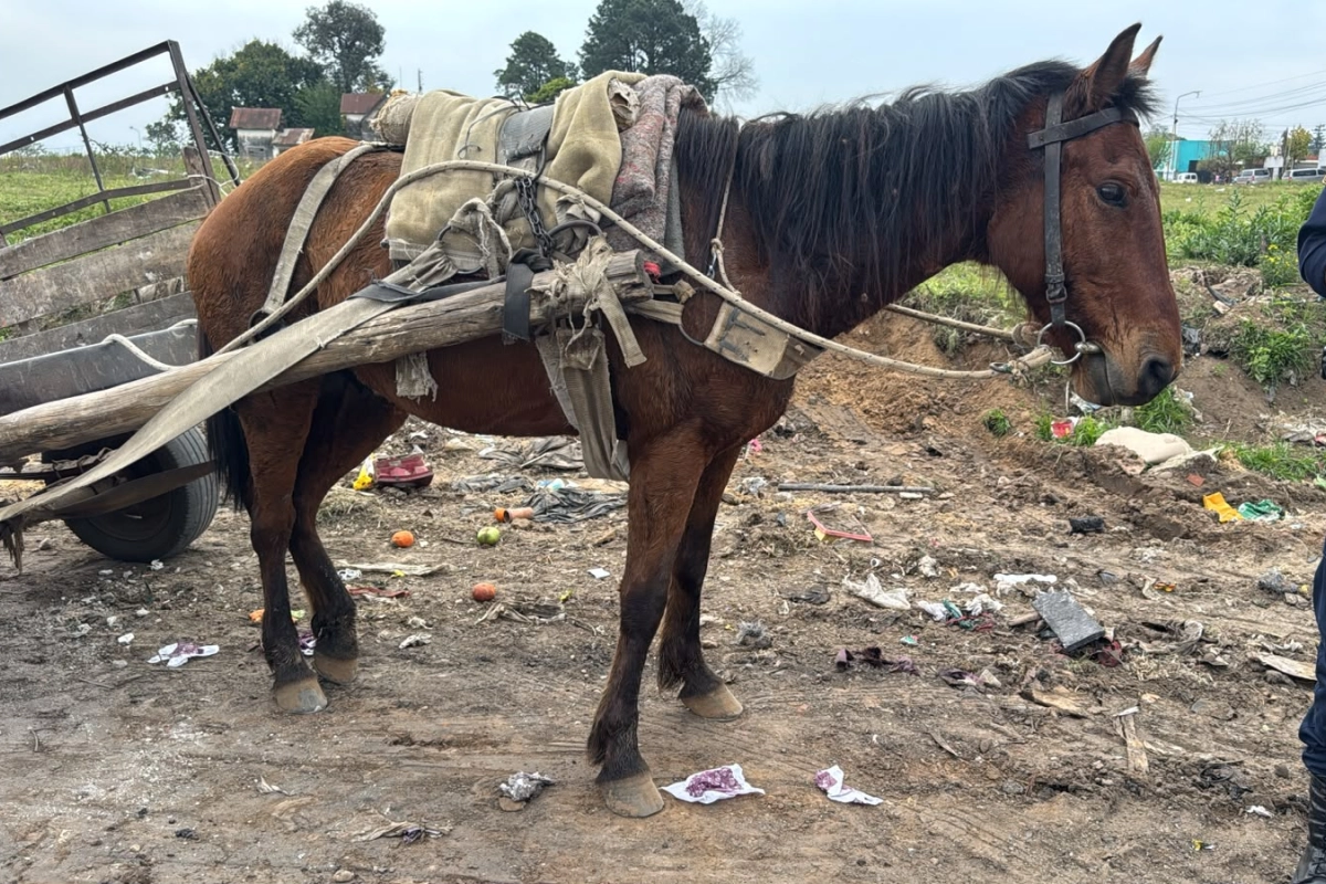 Advirtieron a la polic&iacute;a por el estado del animal.