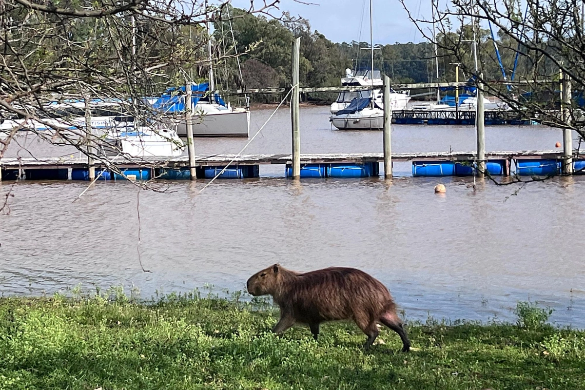 Hasta los carpinchos debieron abandonar algunas de sus habituales guaridas.